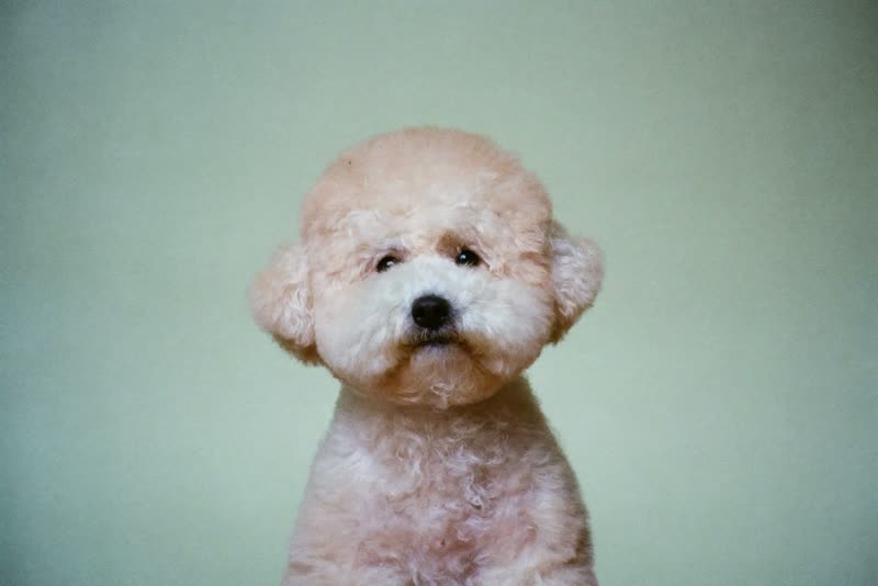 A freshly blow-dried white bichon frise with a fluffy coat