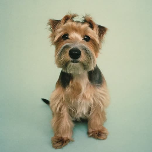 A small freshly clipped terrier-cross sitting against a plain pale backdrop