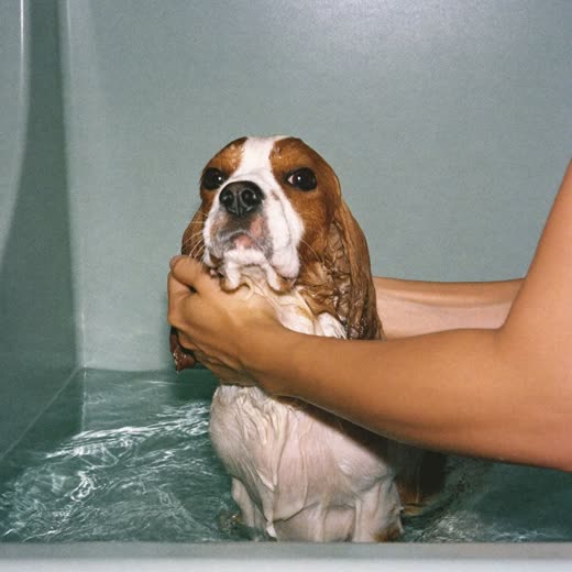 A damp spaniel being lathered during a bath