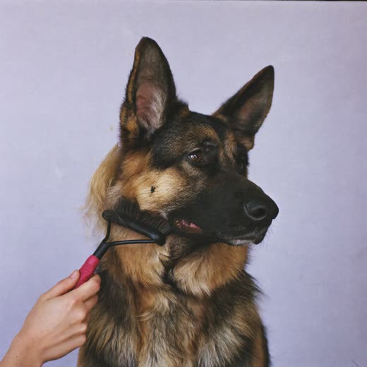 A thick-coated dog being brushed with a de-shedding rake